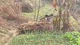 他是国内最低调的男演员,宁愿退出演艺圈,选择回农村上山背柴!