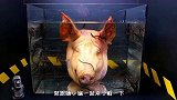 将猪头放在水蛭群里，会发生怎样的画面？结果令人想不到！