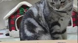 主人和猫咪玩游戏，没想到还会声东击西