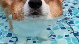救命太可爱啦！柯基屁屁在水里怎么是飘着走！
