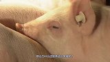美国农民原来是这样养猪的，出口率世界第一，看完佩服