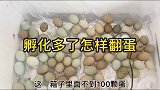 孵化多了怎样翻蛋呢？一个一个得翻很麻烦的哦