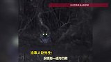 男子观鸟偶遇百米外的东北虎，既兴奋又紧张，肾上腺素直接拉满