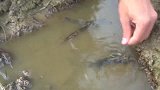 小李用饮料捉虾收获颇丰，每只都有一指粗，太开心了