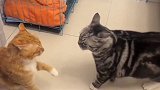 橘猫找小黑猫打架，没想到它却会“过肩摔”，这一幕太搞笑了！