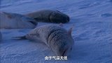 他们撵着北极熊到处跑，生吃海豹海象肉，一生在极寒中度过