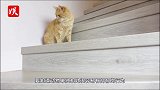 主人买了只仓鼠陪猫咪，一个月后：你还我仓鼠！