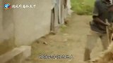 目中无人的鬣狗为何怕非洲人短短一分钟的视频，看完满满的心酸