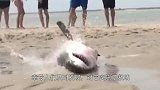 鲨鱼搁浅死亡，肚子却不断“蠕动”！游客刨开一看沉默了！