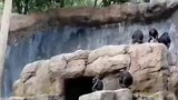小猩猩拿石头砸人，立马被妈妈教育一顿