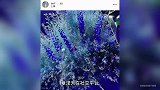 刘强东娇妻出席晚宴，戴百万珠宝坐主桌，奶茶妹妹风格大变认不出