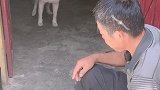 闪电真是又懂事，又可爱