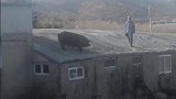 这是想上天啊散养的猪爬上房顶