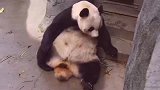 萌宠：熊猫艾莉捡了个“闺女”！一脸满足地继续混吃混喝