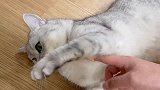 主人用假手摸猫，猫咪早已看穿一切，喵：你开心就好