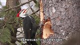 啄木鸟根本不是什么好鸟，看完才知道它们的真面目，被骗了好久