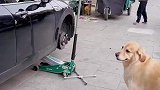 女子带狗去修车，三百修车五百修狗