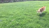 草地上奔跑的小猫咪，真是好好玩啊，想养一只呢！