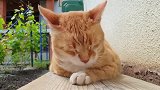 猫咪的惬意生活，让大一票人直呼羡慕，你羡慕吗