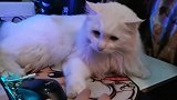 强占鼠标还咬人，这么凶的猫你见过？结尾居然反转了