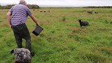 苏格兰农场喂羊体验，没想到英国羊的叫声像是在“呕”？？吃饭超快的！田园生活 羊