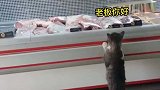 流浪猫学人类来肉铺买肉