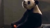 用肉包子打狗，结果会是如何？涨见识了
