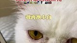 河北石家庄：猫咪看奶奶生前的视频，抚摸屏幕满眼泪花