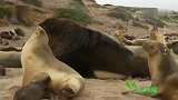 400公斤的肉山压在小海狮身上，小海狮眼看就要窒息
