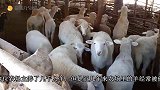 奶牛感觉屁股一凉，还没反应过来，主人就完成工作了