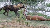 小牛犊被狮子锁喉，野牛妈妈试图上前营救，一头撞向狮子！