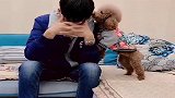 看到主人心情不好，小泰迪不经意的一个举动，感动无数网友