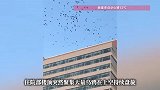 现场画面！天津一医院上空聚集大量乌鸦盘旋，生态环境局回应