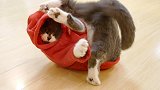 猫咪能多快脱掉一件衣服？给3只猫穿上衣服，猫脱得比穿得还快！