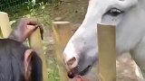 猩猩喂白马吃樱桃