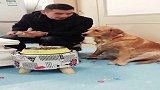 爸爸吃牛肉干 金毛豆豆也想吃，接下来豆豆的做法好聪明的
