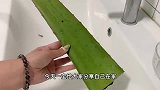 芦荟太厉害了，学会这招一次水水嫩嫩掐出水，灌完婆婆惊呆了！