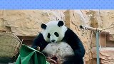 熊猫界的三大胖，好看的皮囊千篇一律，有趣的灵魂300来斤