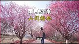 这里是南京刚开放的景点，梅花遍野，草莓畅吃