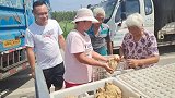 全国最大砀山梨交易市场3毛一斤，今年雨水大坏果多，果农损失大