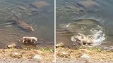印度：鳄鱼袭击毫无防备的流浪狗，将其拖入水中淹死