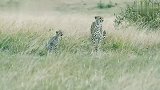 猎豹妈妈的艰辛：三只幼崽放肆玩耍，妈妈则要警惕周边的安全