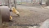 狐狸打架是什么样的只管喊就完事了网友还真是好玩