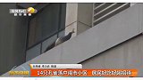 稀罕～14只孔雀落户西安闹市小区，居民好吃好喝招待。