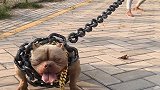 家有恶犬防止伤人，但是这链子也忒伤狗了，头都抬不起来！
