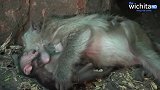 小猴子太饿哭得很伤心，但猴妈妈太累，无法喂母乳，心却在滴血！