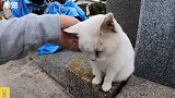 路上遇见走失三年的家猫，想要带着同伴回家，太感动了