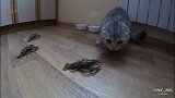 猫咪被一群小龙虾包围,吓得不敢动,太好笑了