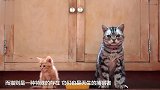 猫和老虎有哪些相似点快看看你家猫咪有没有