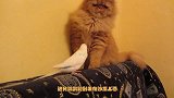 猫咪要睡觉,鹦鹉非要跟它玩,猫咪的反应也太真实了
